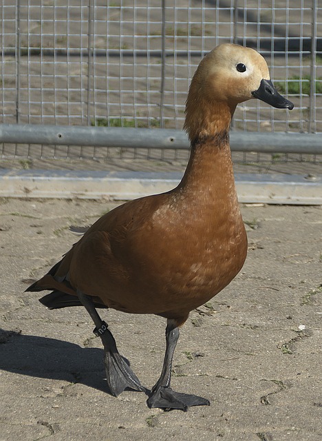 明显短板